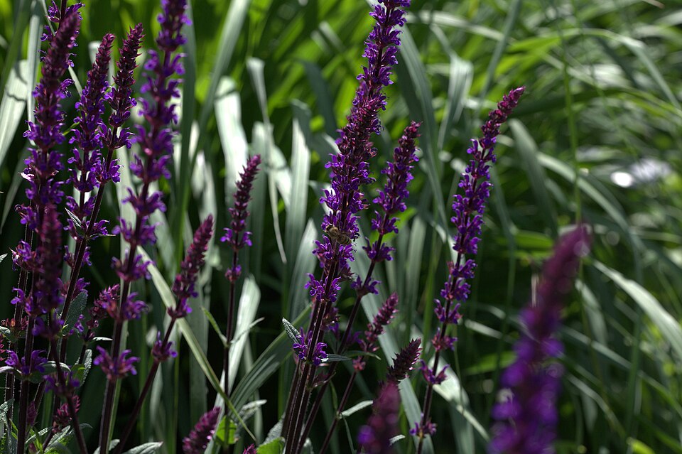 Salvia nemorosa 'Caradonna' (Caradonna Meadow Sage)