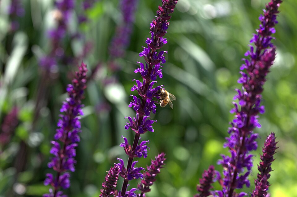 Salvia nemorosa 'Caradonna' (Caradonna Meadow Sage) (alternate view 2)