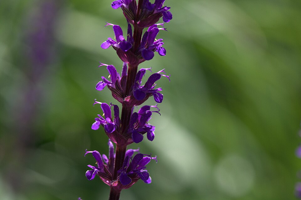 Salvia nemorosa 'Caradonna' (Caradonna Meadow Sage) (alternate view 3)