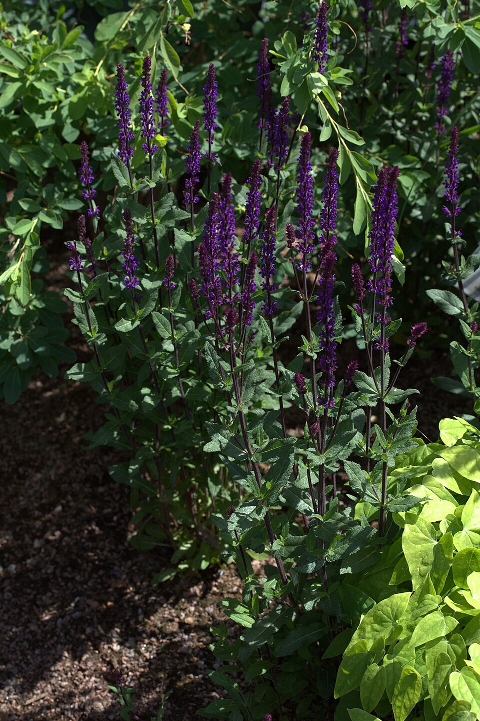 Salvia nemorosa 'Caradonna' (Caradonna Meadow Sage) (alternate view 5)