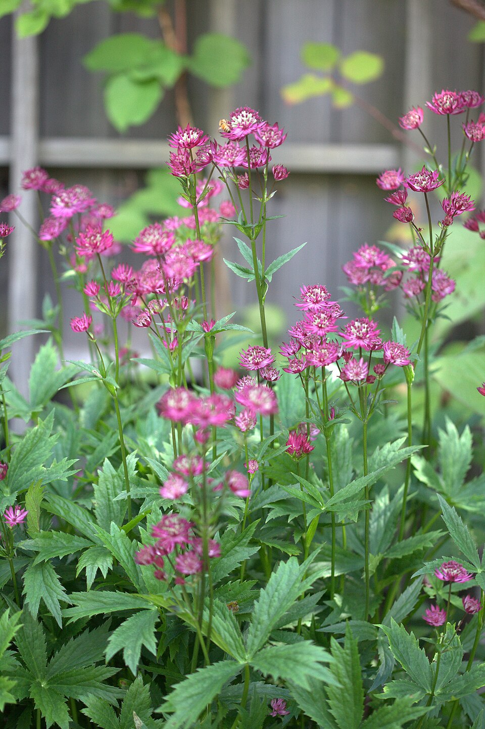 Astrantia major 'Ruby Wedding' (Ruby Wedding Masterwort)