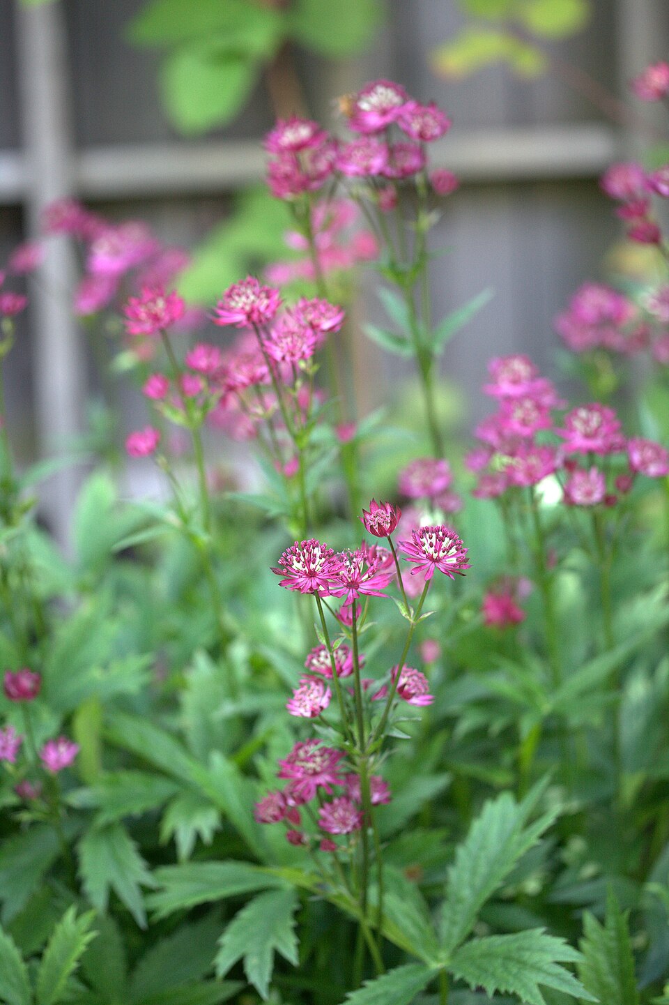 Astrantia major 'Ruby Wedding' (Ruby Wedding Masterwort) (alternate view 2)