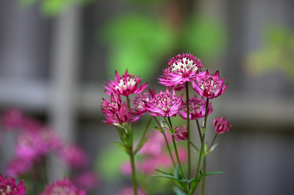 Astrantia major 'Ruby Wedding' (Ruby Wedding Masterwort) (alternate view 3)