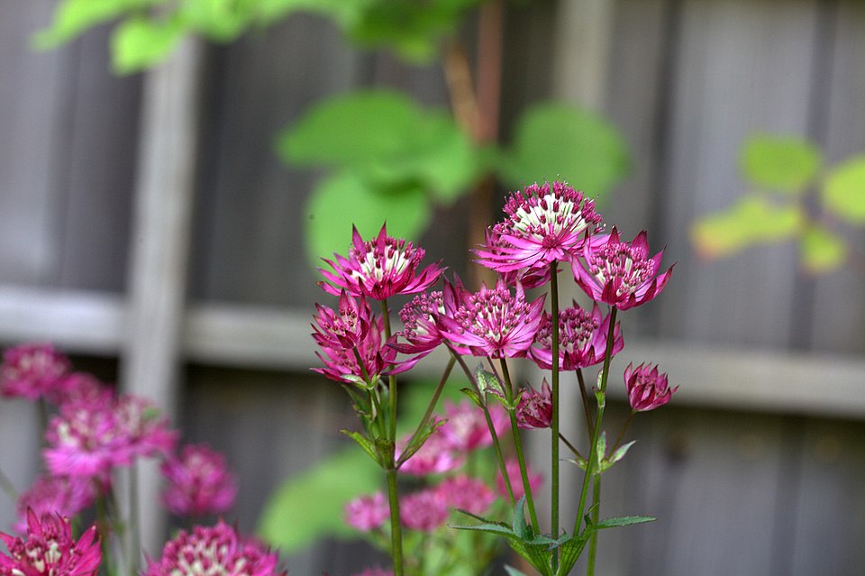 Astrantia major 'Ruby Wedding' (Ruby Wedding Masterwort) (alternate view 4)