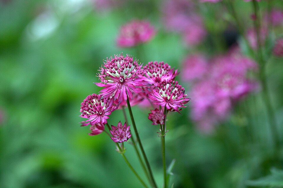Astrantia major 'Ruby Wedding' (Ruby Wedding Masterwort) (alternate view 5)