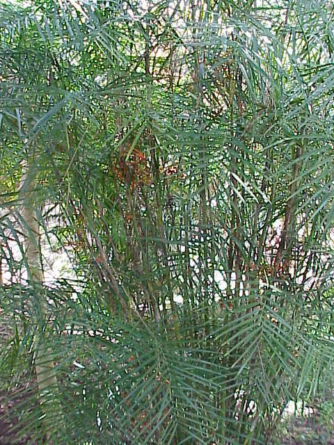 Chamaedorea seifrizii (Bamboo Palm) (alternate view 5)