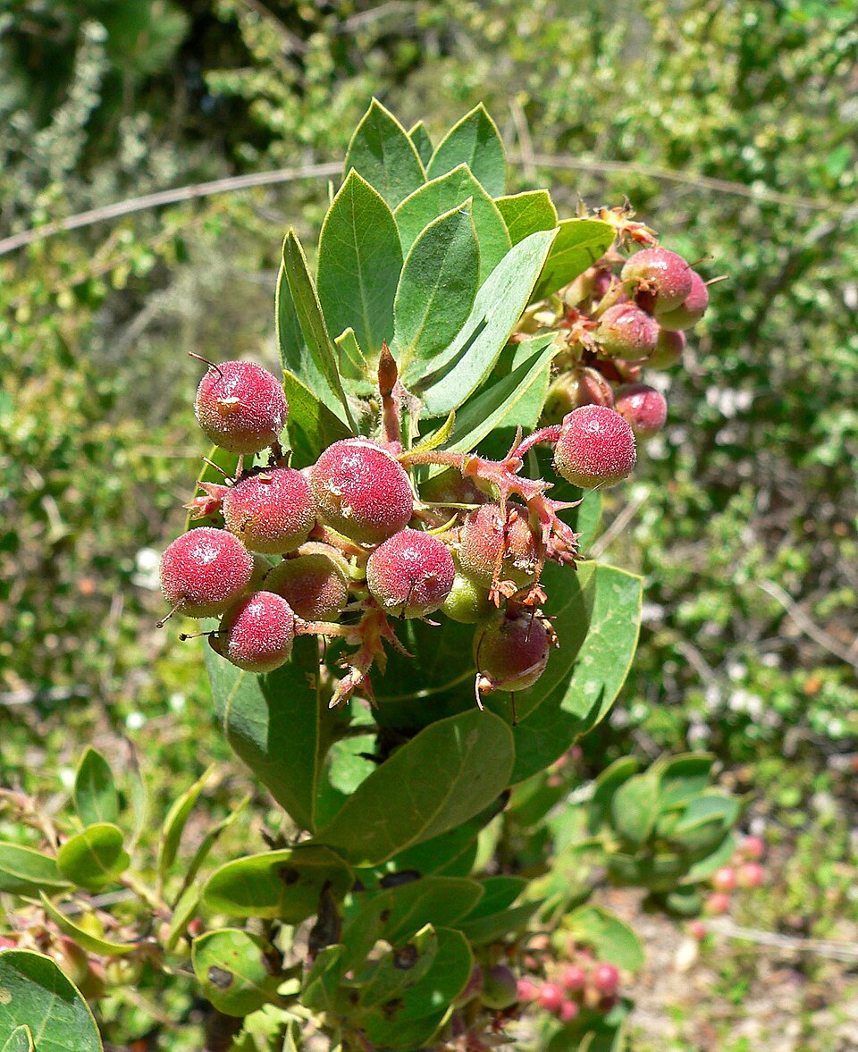 Arctostaphylos glauca (Big Berry Manzanita) (alternate view 7)