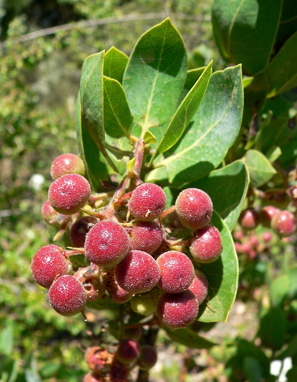 Arctostaphylos glauca (Big Berry Manzanita) (alternate view 8)