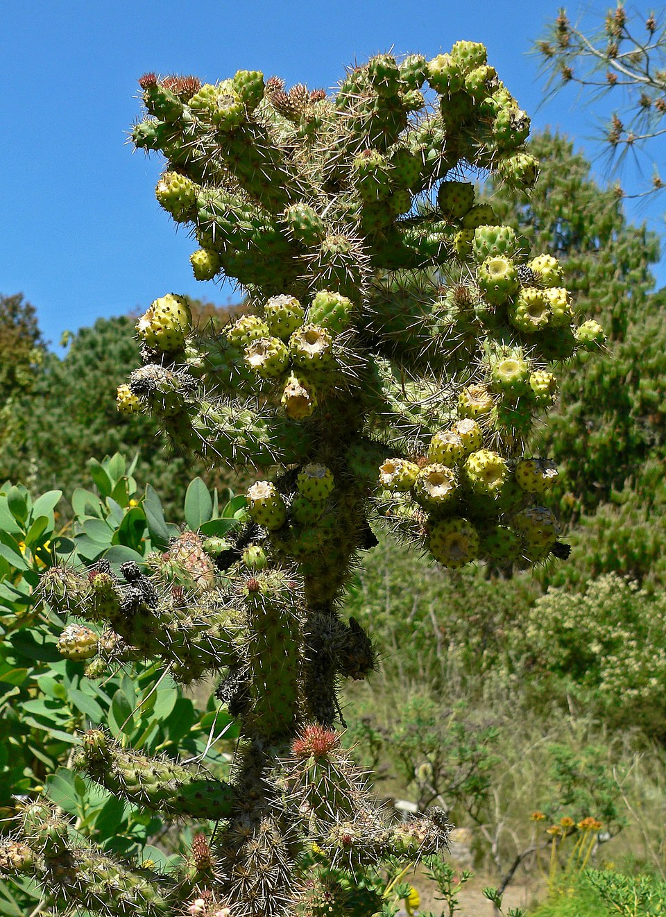 Cylindropuntia prolifera (Coast Cholla) (alternate view 6)