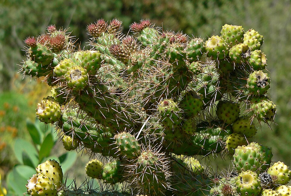 Cylindropuntia prolifera (Coast Cholla) (alternate view 7)