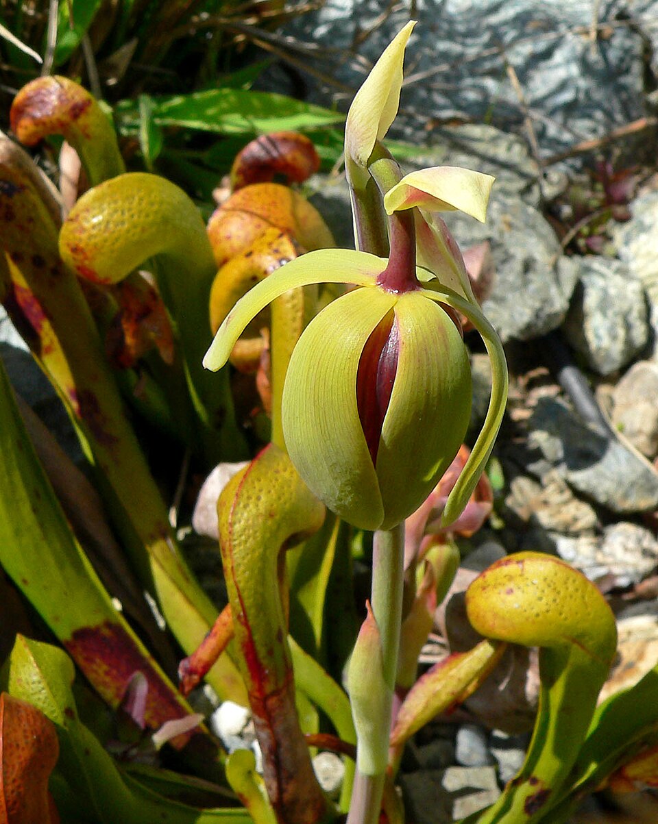 Darlingtonia californica (California pitcher plant) (alternate view 8)