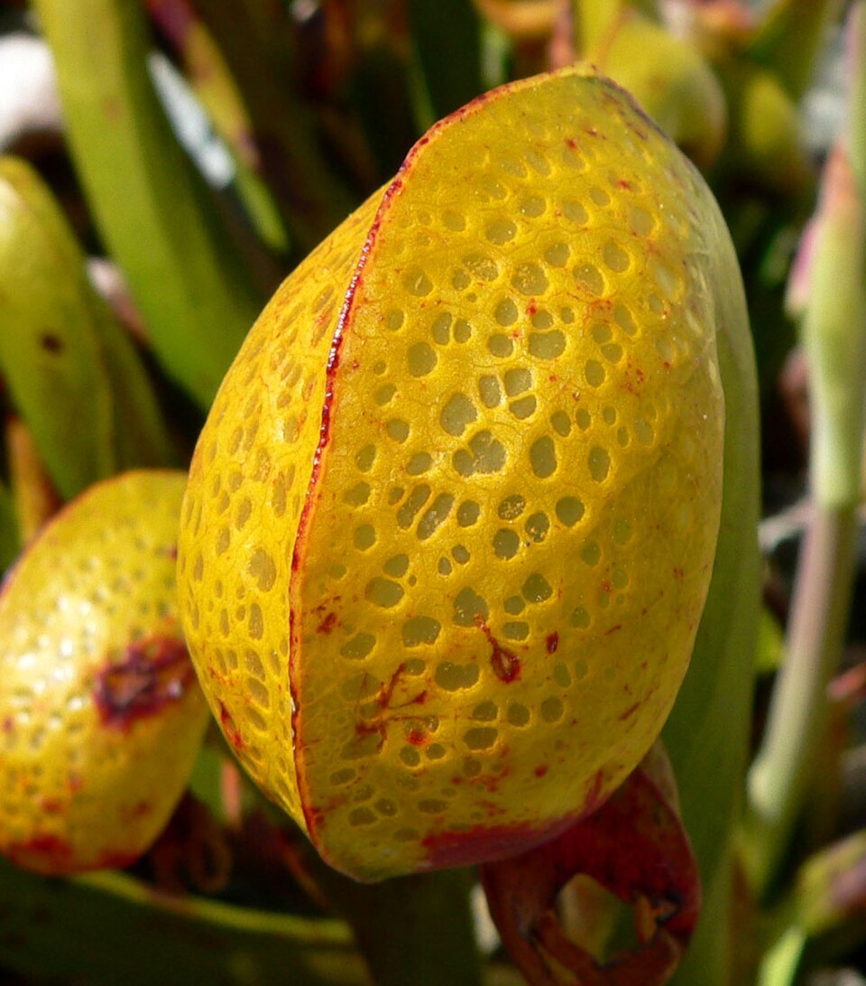 Darlingtonia californica (California pitcher plant) (alternate view 9)