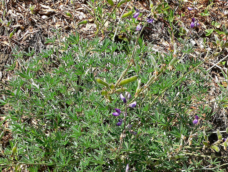 Lupinus albifrons (Silver Bush Lupine) (alternate view 6)