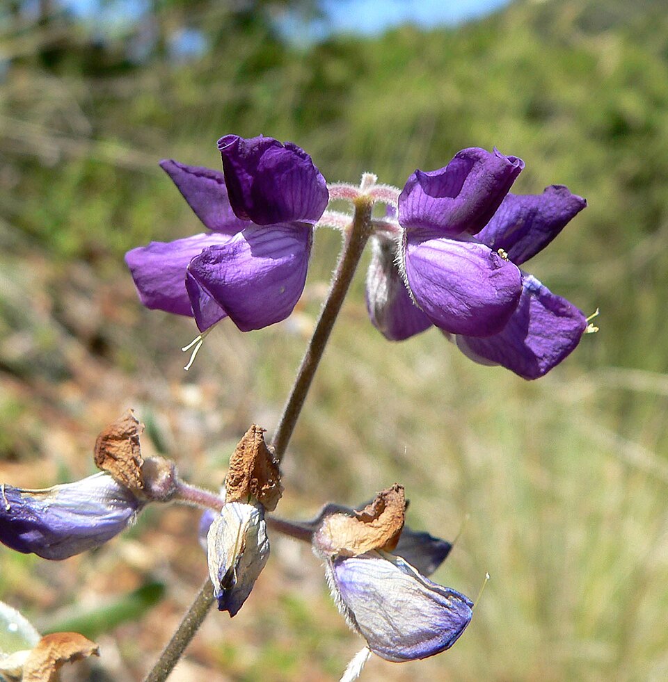 Lupinus albifrons (Silver Bush Lupine) (alternate view 7)