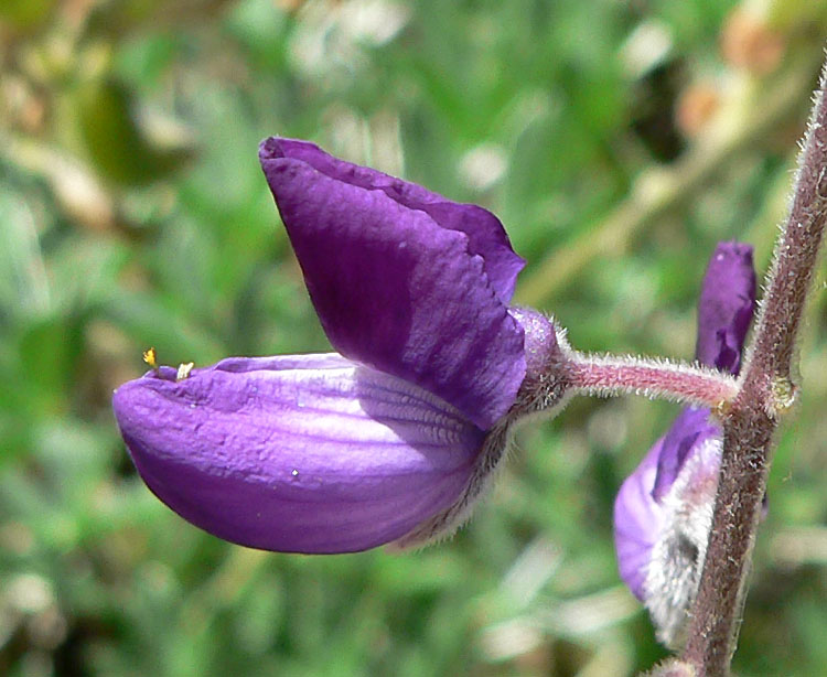 Lupinus albifrons (Silver Bush Lupine) (alternate view 8)