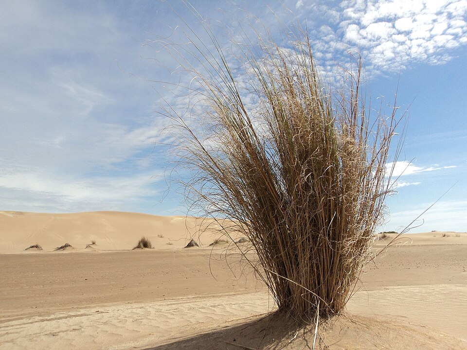 Sporobolus (dropseeds, cordgrasses, and sandreeds) (alternate view 6)