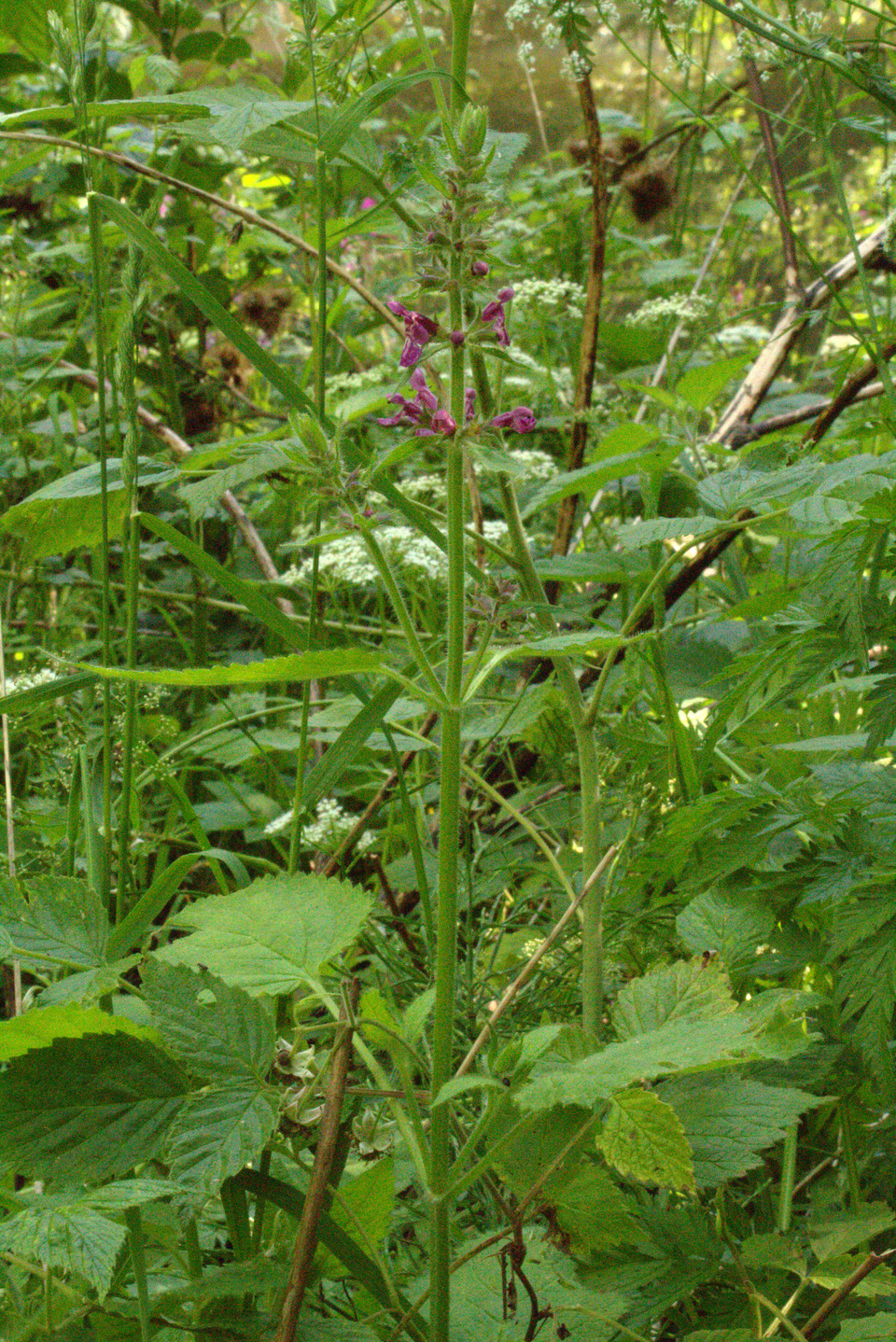 Stachys sylvatica (hedge woundwort)