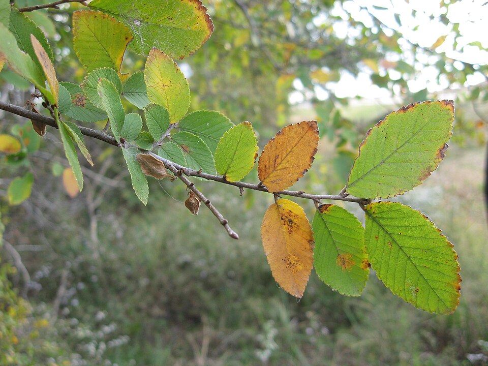 Ulmus crassifolia (Cedar Elm)
