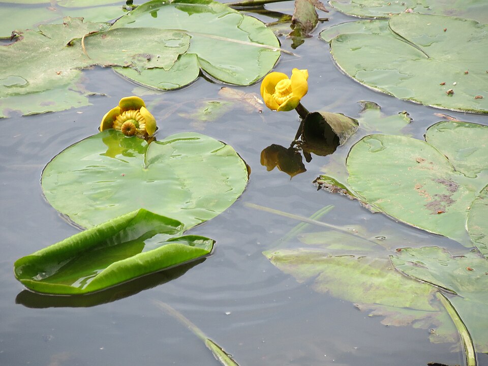 Nuphar lutea (yellow water-lily)