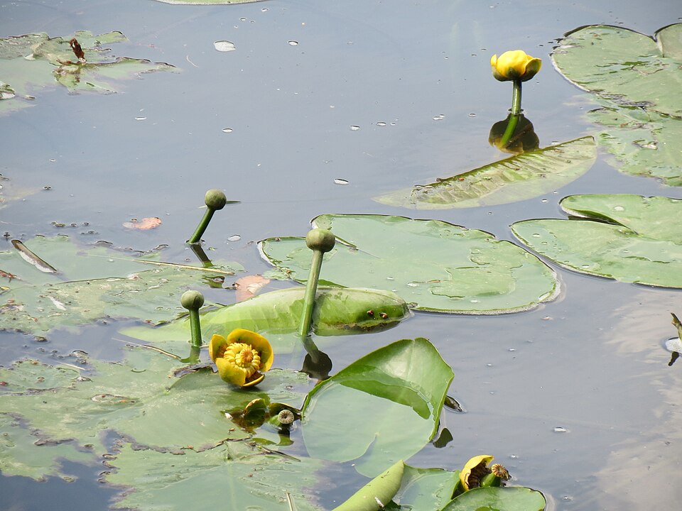 Nuphar lutea (yellow water-lily)