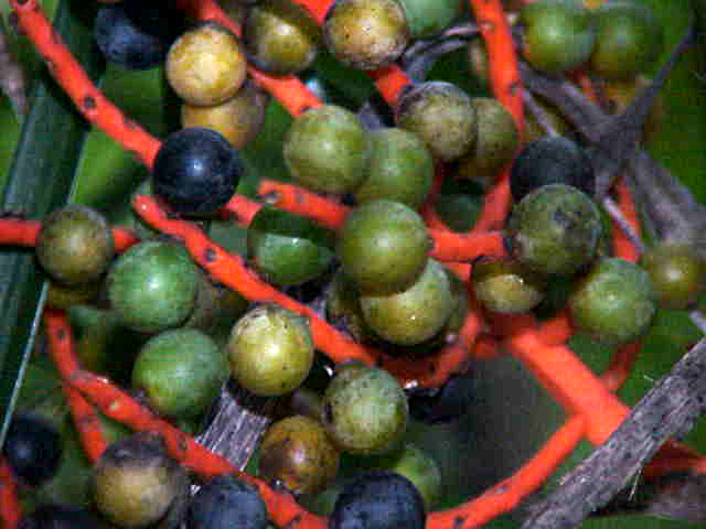 Chamaedorea seifrizii (Bamboo Palm) (alternate view 6)