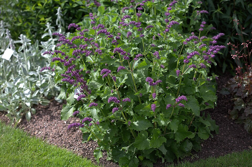 Salvia verticillata 'Purple Rain' (Purple Rain Sage)