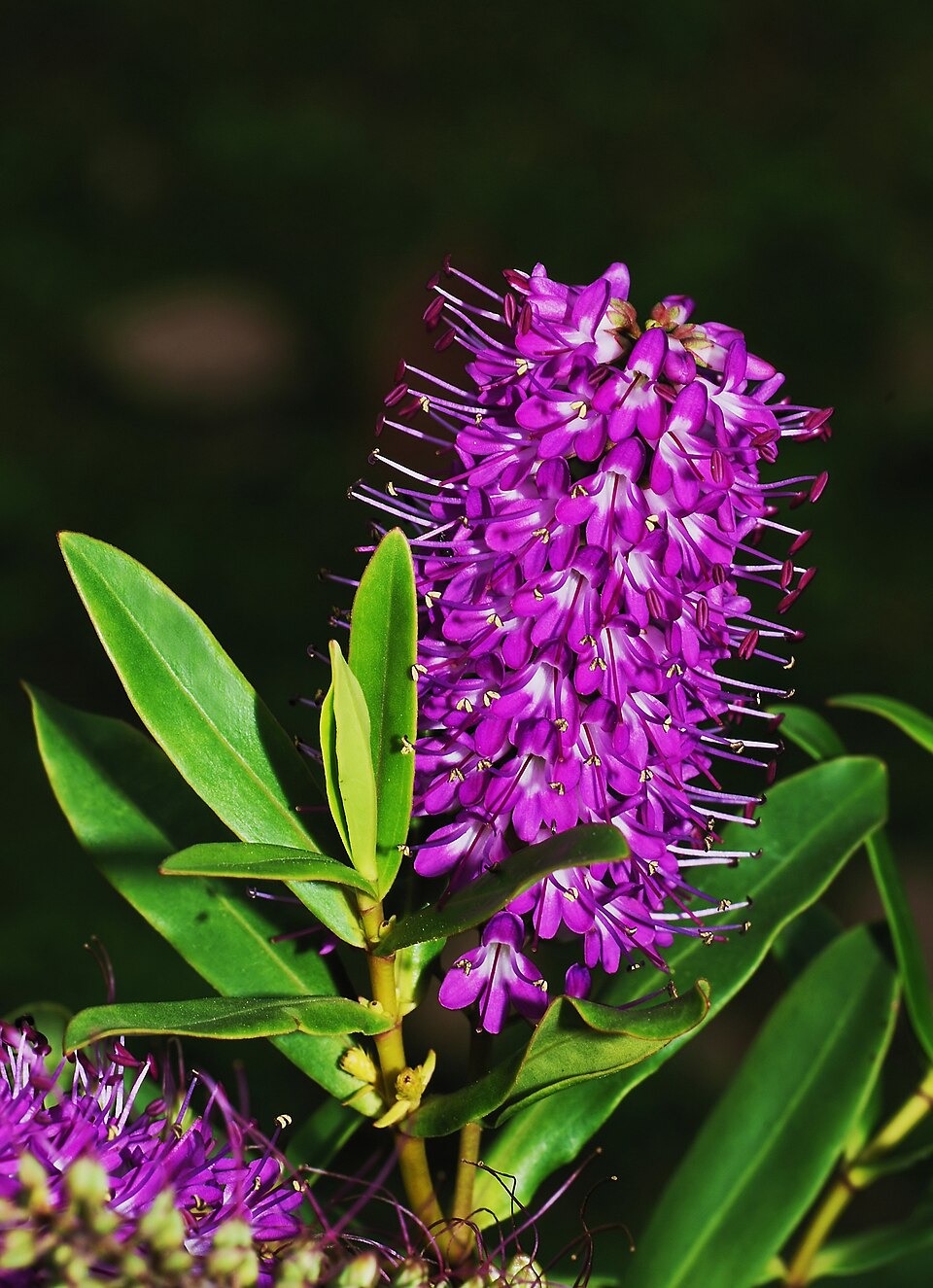 Veronica × franciscana (Hedge Veronica) (alternate view 11)