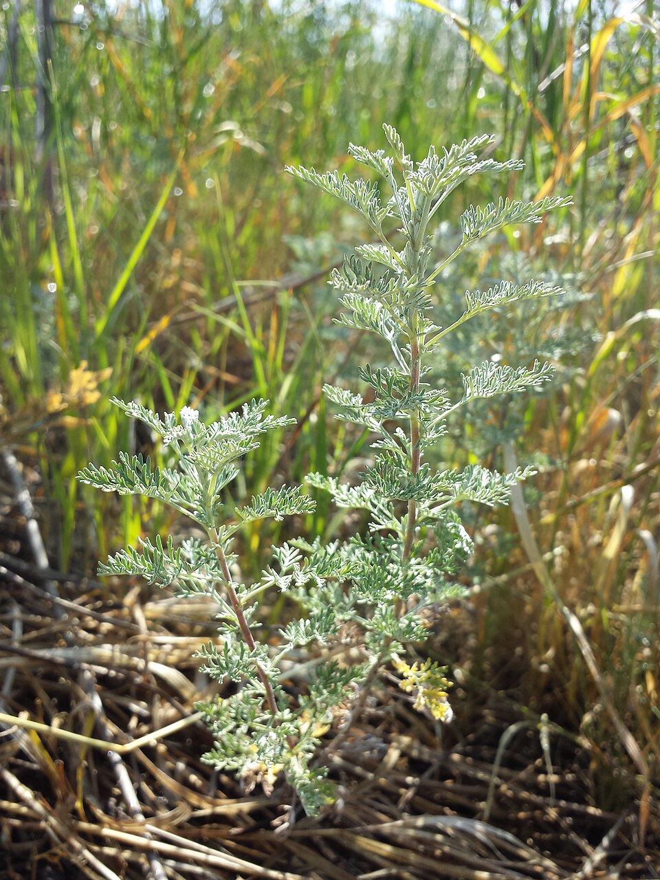 Artemisia pontica (Roman Wormwood) (alternate view 8)