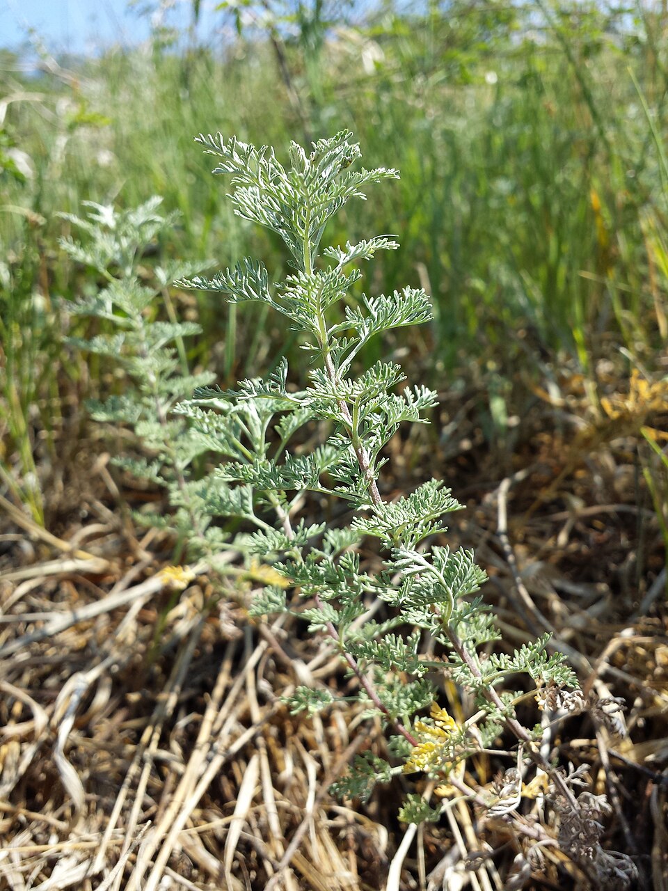 Artemisia pontica (Roman Wormwood) (alternate view 9)