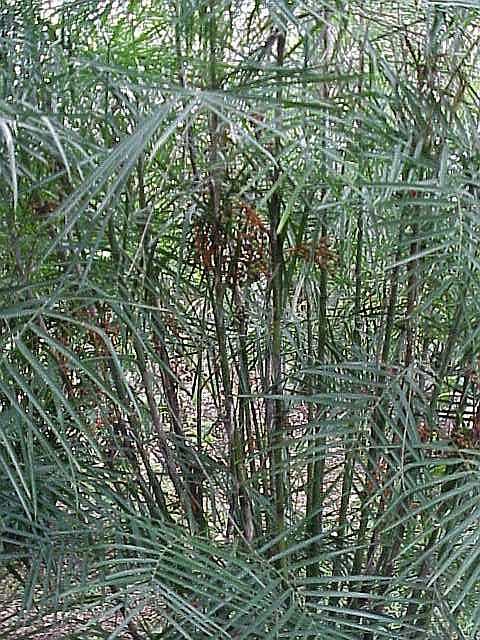Chamaedorea seifrizii (Bamboo Palm) (alternate view 7)