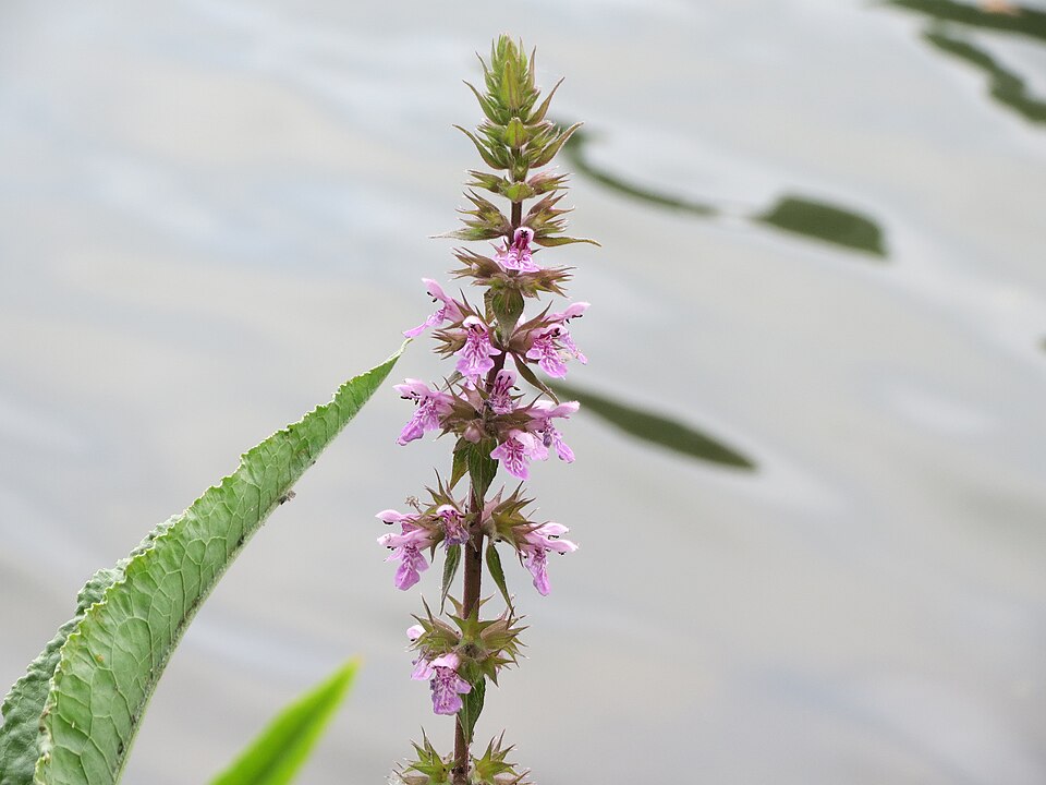 Stachys palustris (Marsh Woundwort)