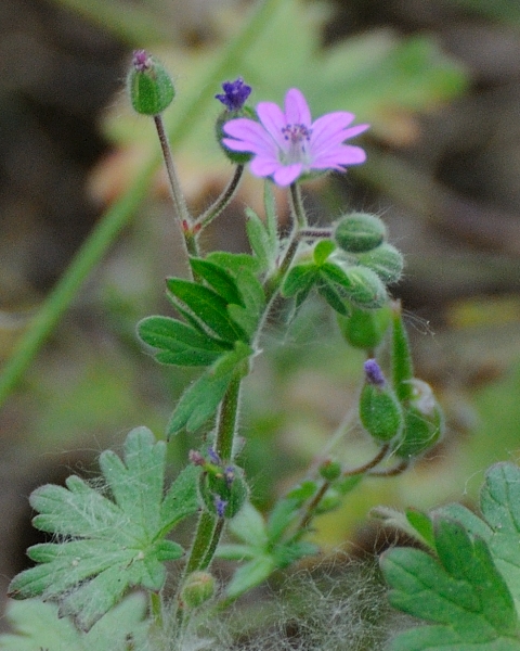 Geranium molle (dovefoot geranium) (alternate view 9)