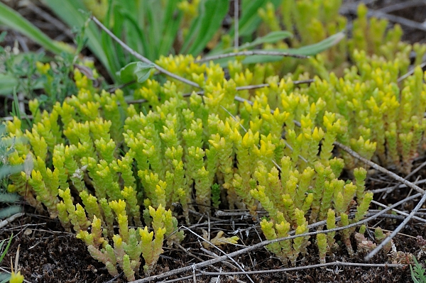 Sedum acre (Biting Stonecrop)