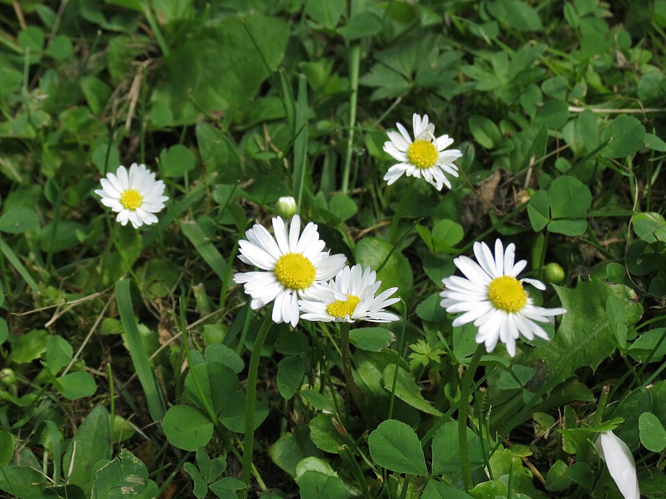 Bellis perennis (Lawn daisy)