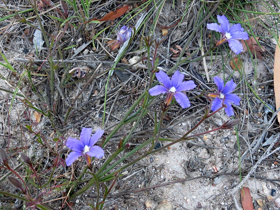 Scaevola ramosissima (Hairy Fan-flower) (alternate view 2)