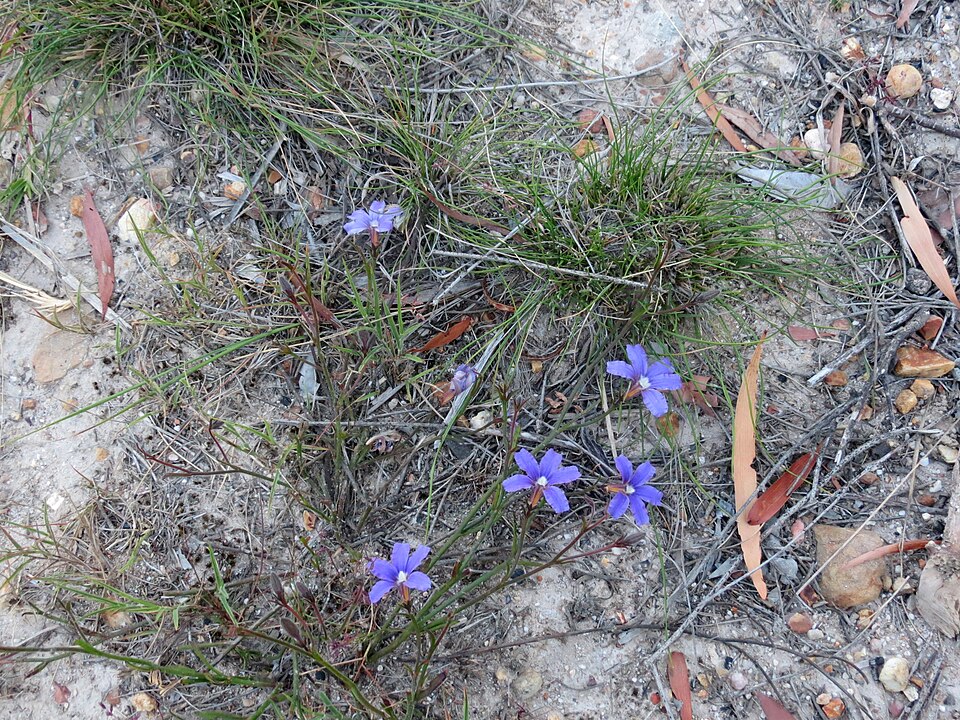 Scaevola ramosissima (Hairy Fan-flower) (alternate view 3)