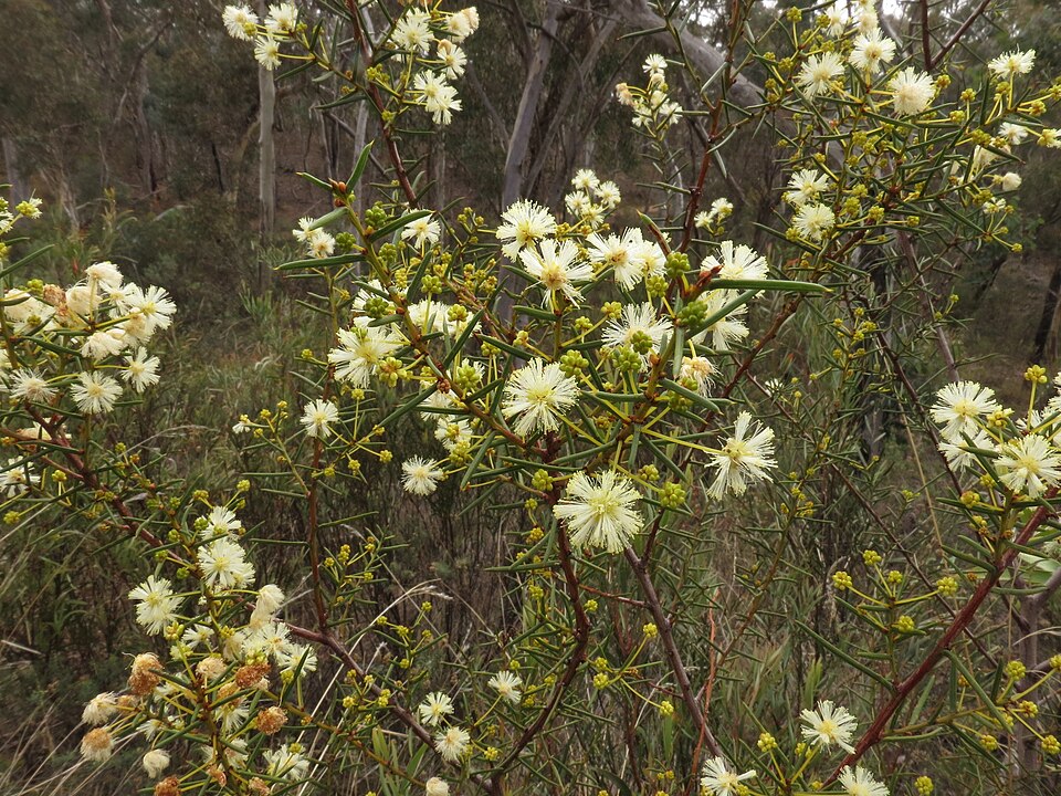 Acacia genistifolia (Spreading Wattle) (alternate view 5)