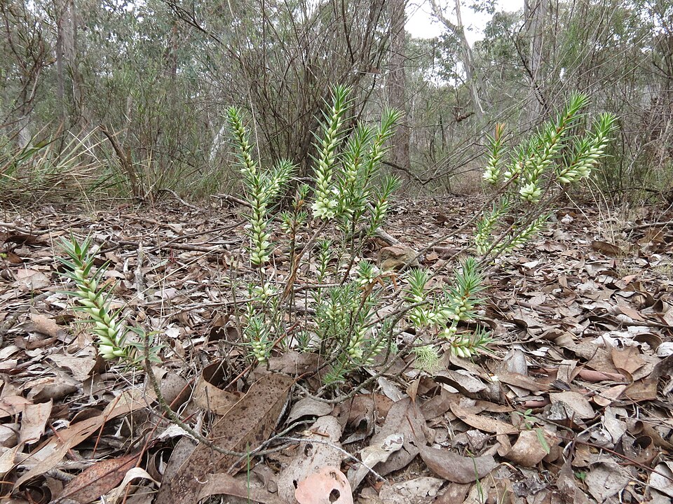 Melichrus urceolatus (urn heath) (alternate view 5)