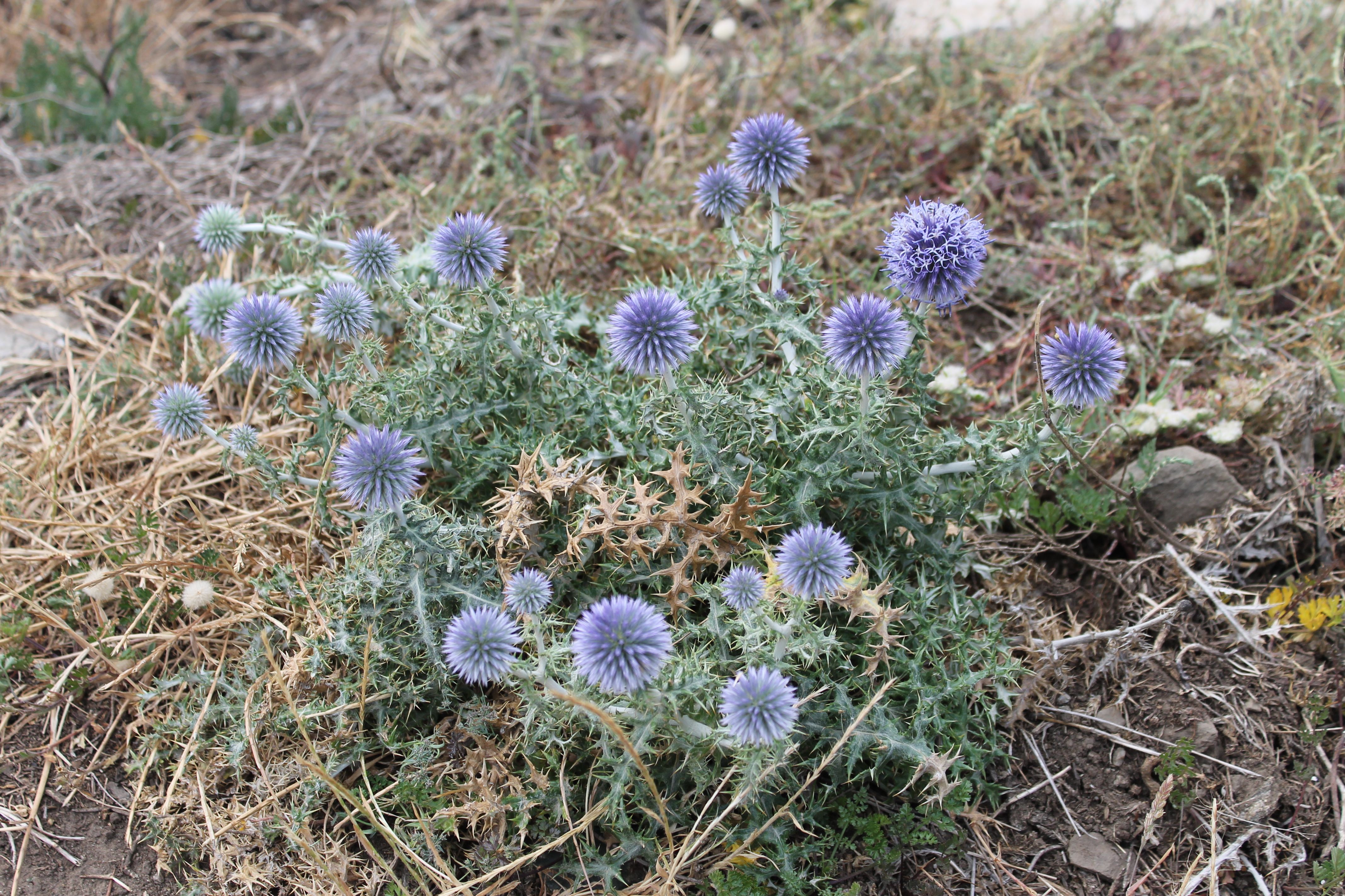 Echinops ritro, Globe thistle — upright deciduous (Asteraceae) (image 9 of 10)