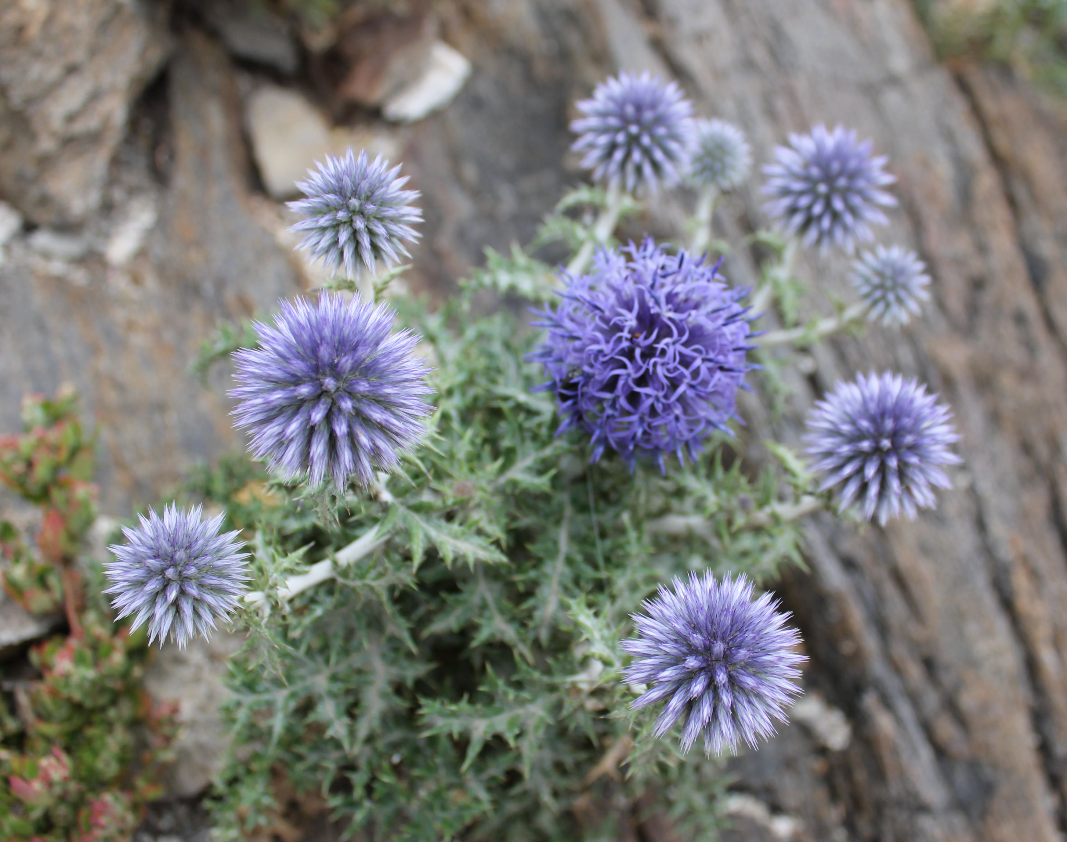 Echinops ritro, Globe thistle — upright deciduous (Asteraceae) (image 10 of 10)