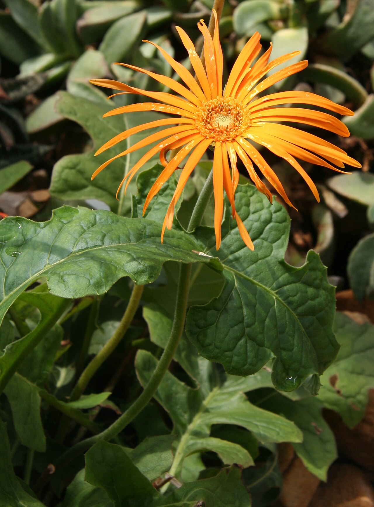 Gerbera jamesonii, Barberton daisy — clumping evergreen (Asteraceae) (image 3 of 10)