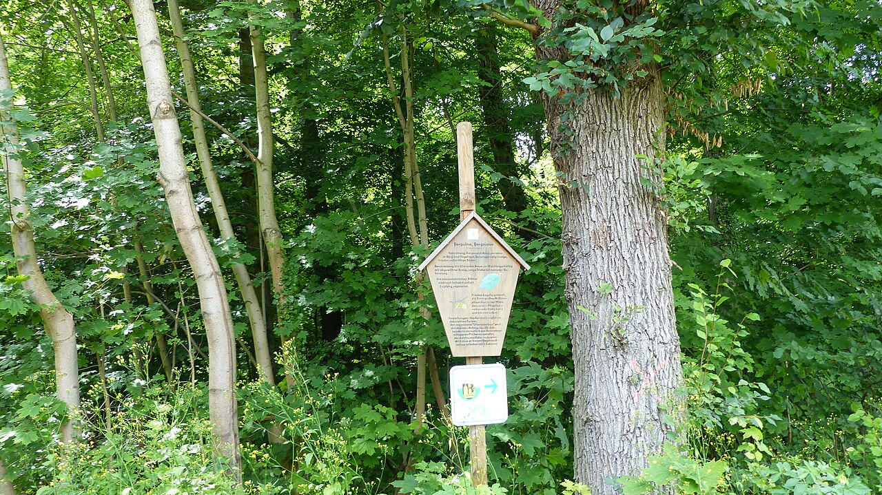 Ulmus glabra, Wych elm — spreading deciduous (Ulmaceae) (image 6 of 8)