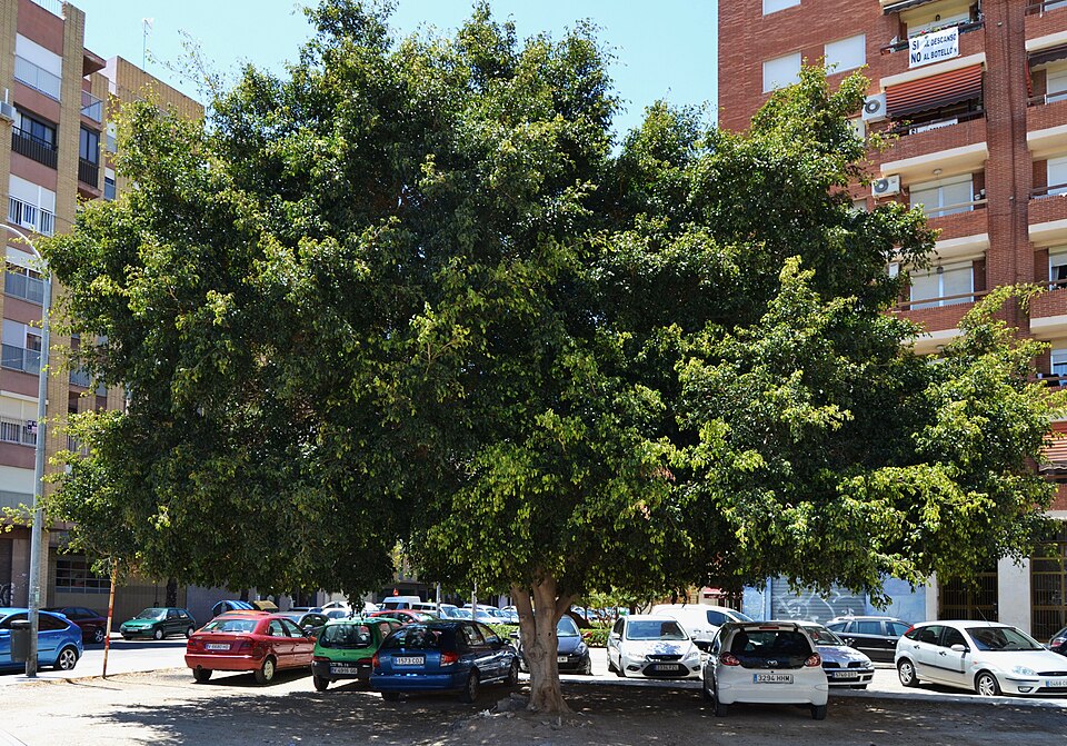 Ficus benjamina (Ficus Benjamina) (alternate view 12)