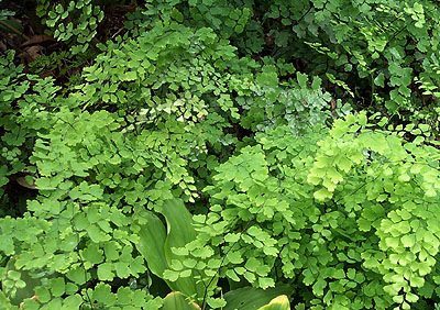 Adiantum capillus-veneris (black maidenhair fern)