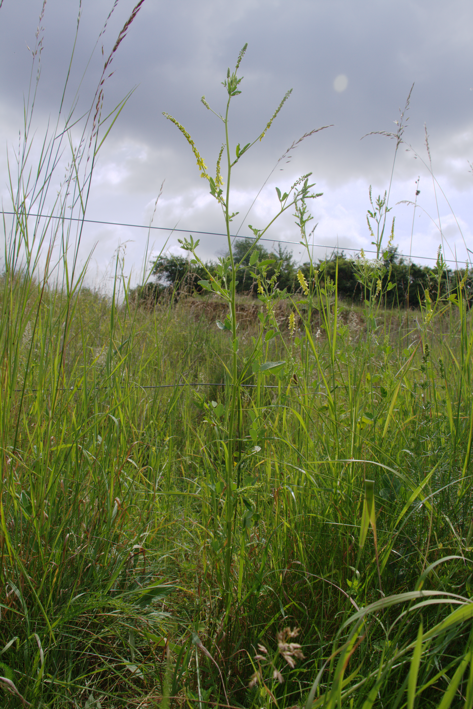 Melilotus officinalis (Yellow Sweetclover)