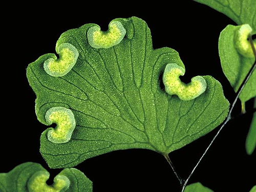 Adiantum aethiopicum (common maidenhair fern)