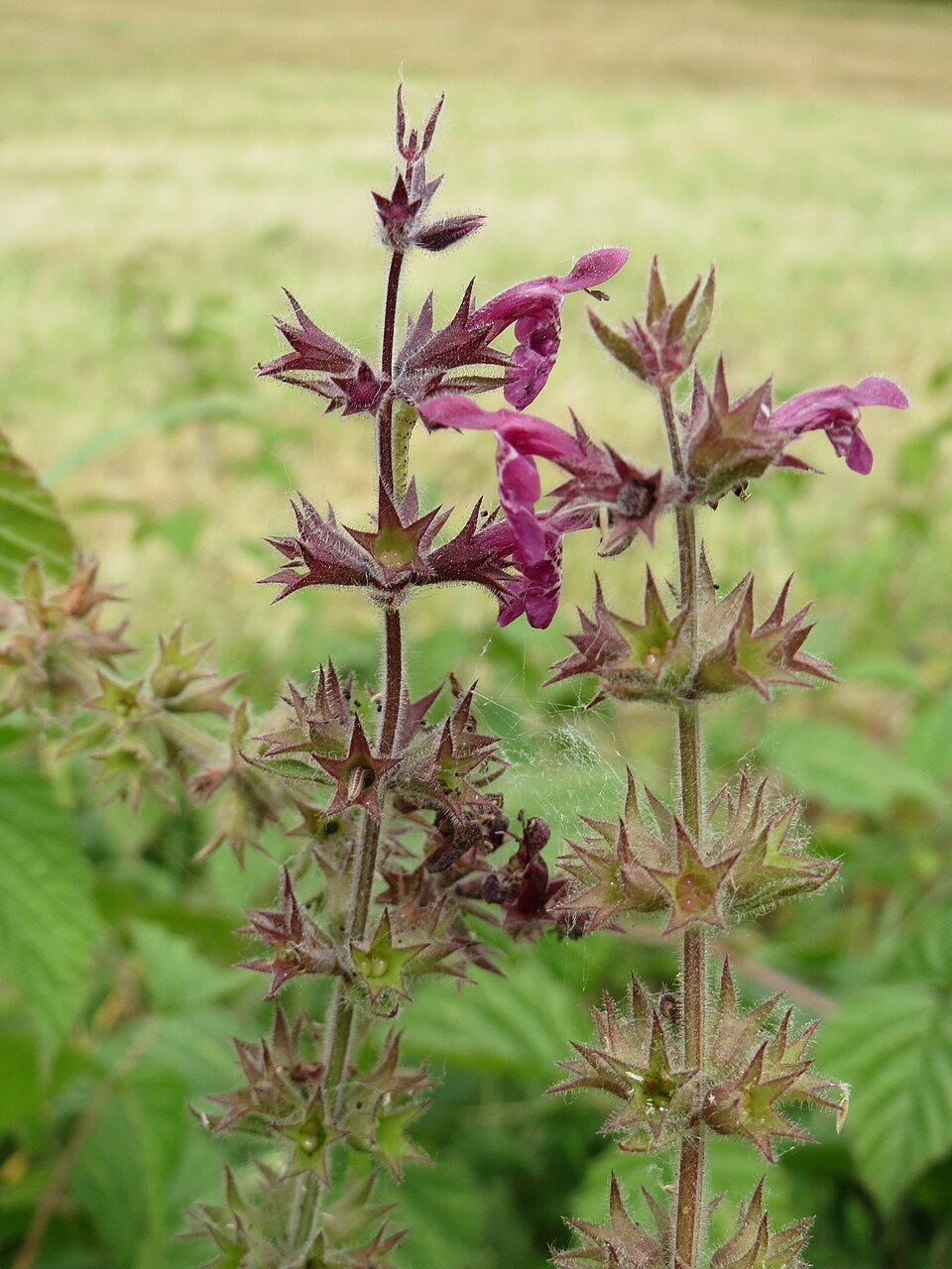 Stachys palustris (Marsh Woundwort)