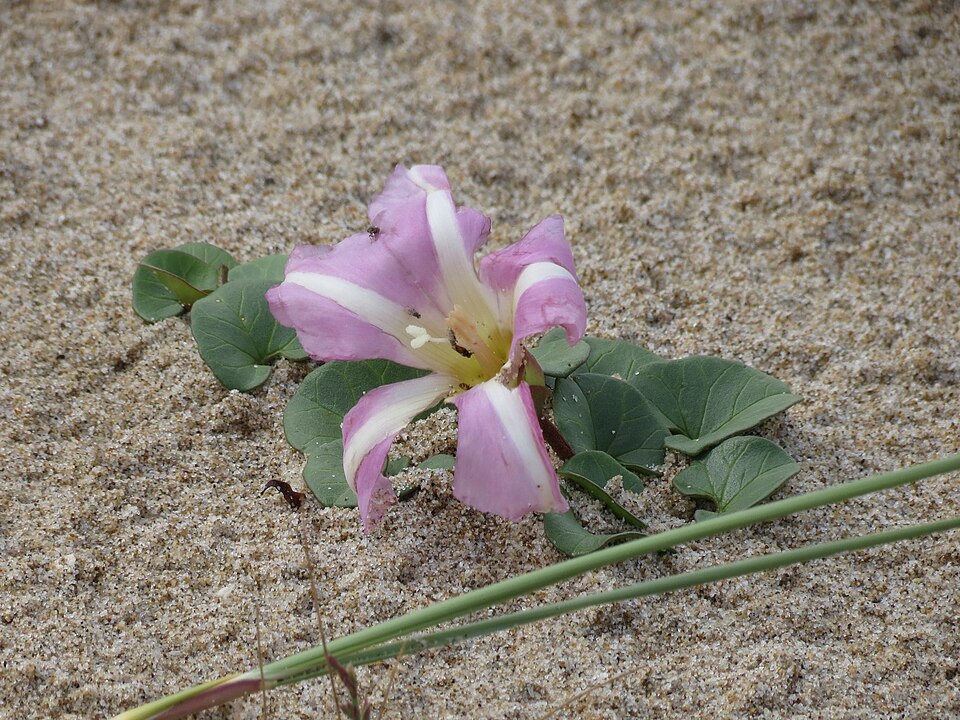 Calystegia soldanella (Sea Bindweed)