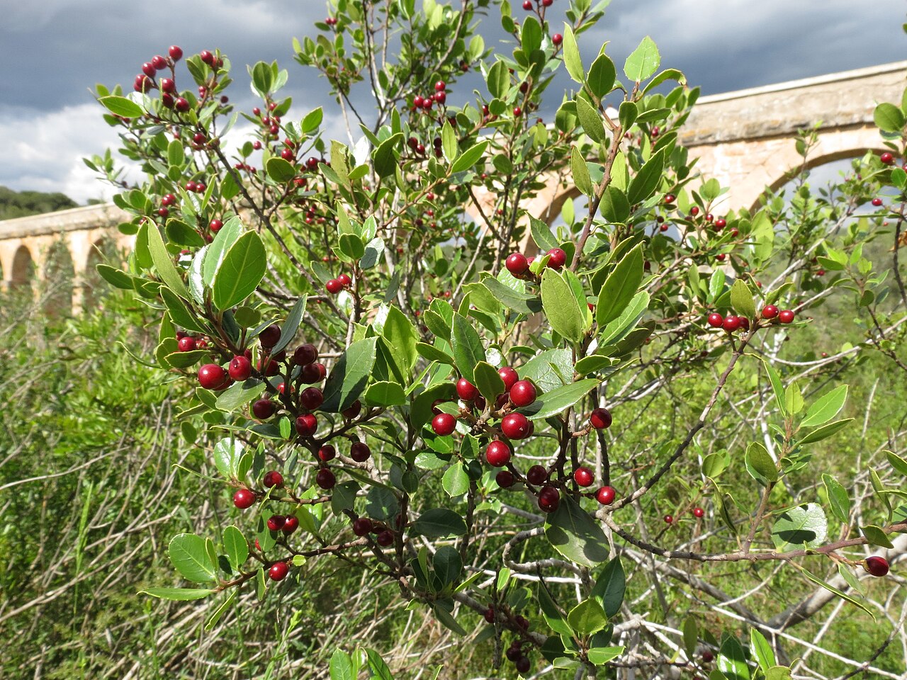 Rhamnus alaternus, Italian buckthorn — upright evergreen (Rhamnaceae) (image 8 of 8)