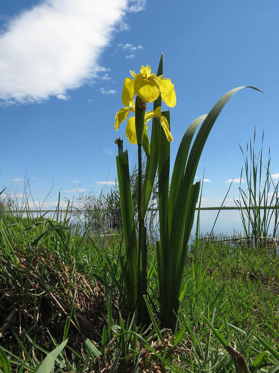 Iris pseudacorus (Yellow Iris)